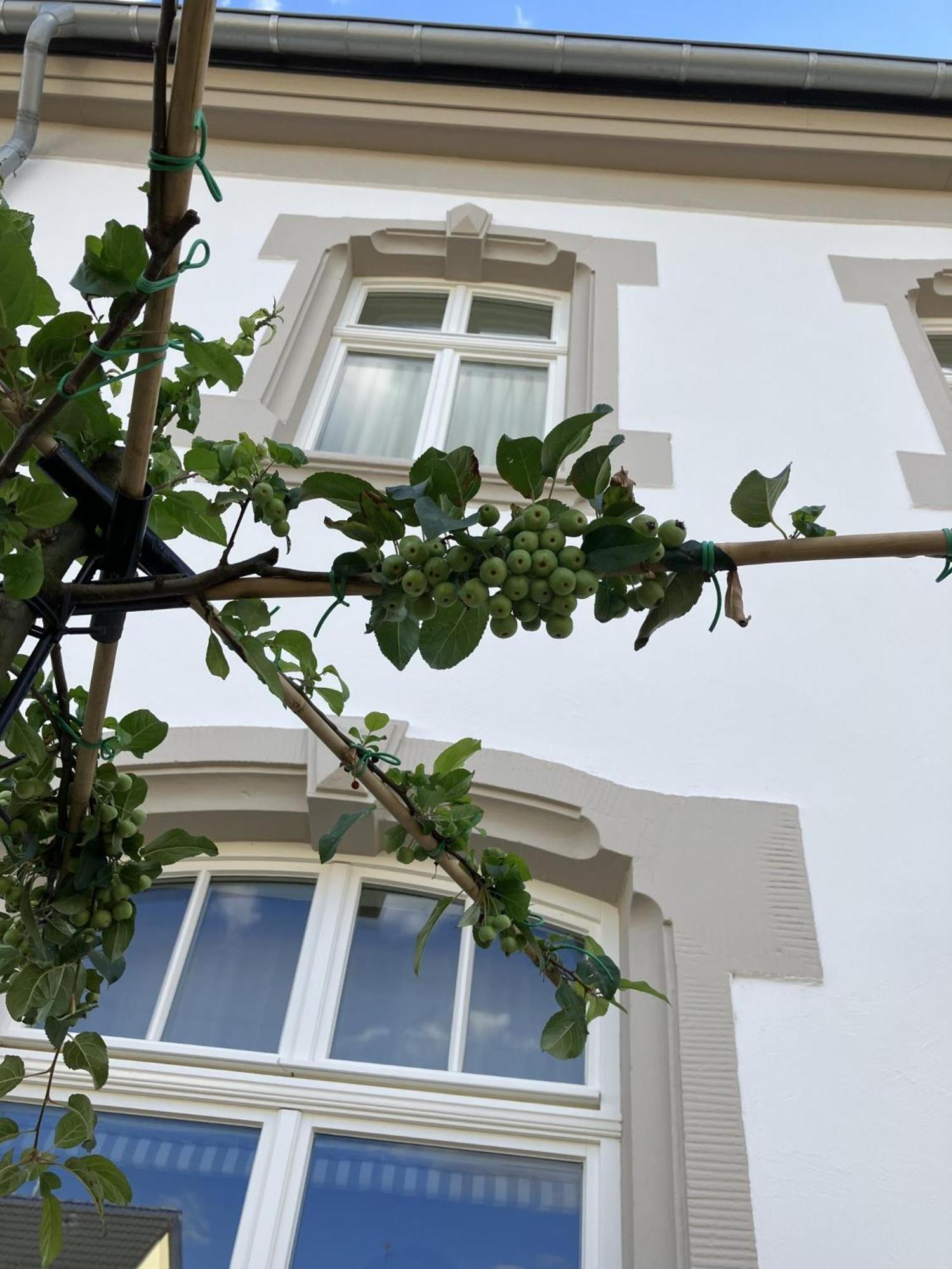 Gaestehaus Cantzheim Kanzem Esterno foto